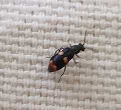Anthocomus fasciatus