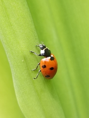 Coccinella septempunctata