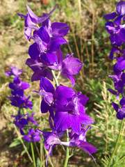 Delphinium consolida