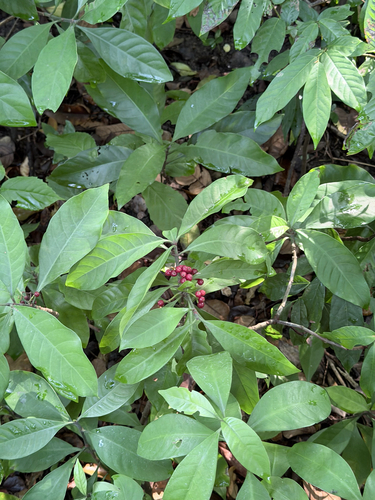 Psychotria observed 2026-10-31
