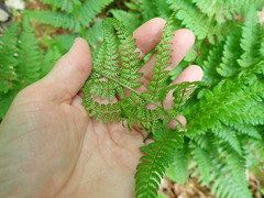 Dryopteris campyloptera