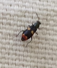 Anthocomus fasciatus