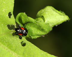 Synolabus bipustulatus