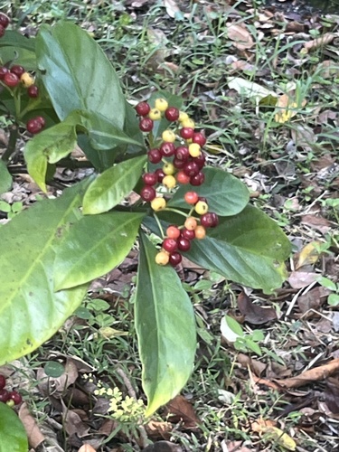 Psychotria observed 2026-10-31