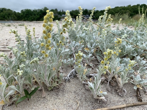 Artemisia stelleriana