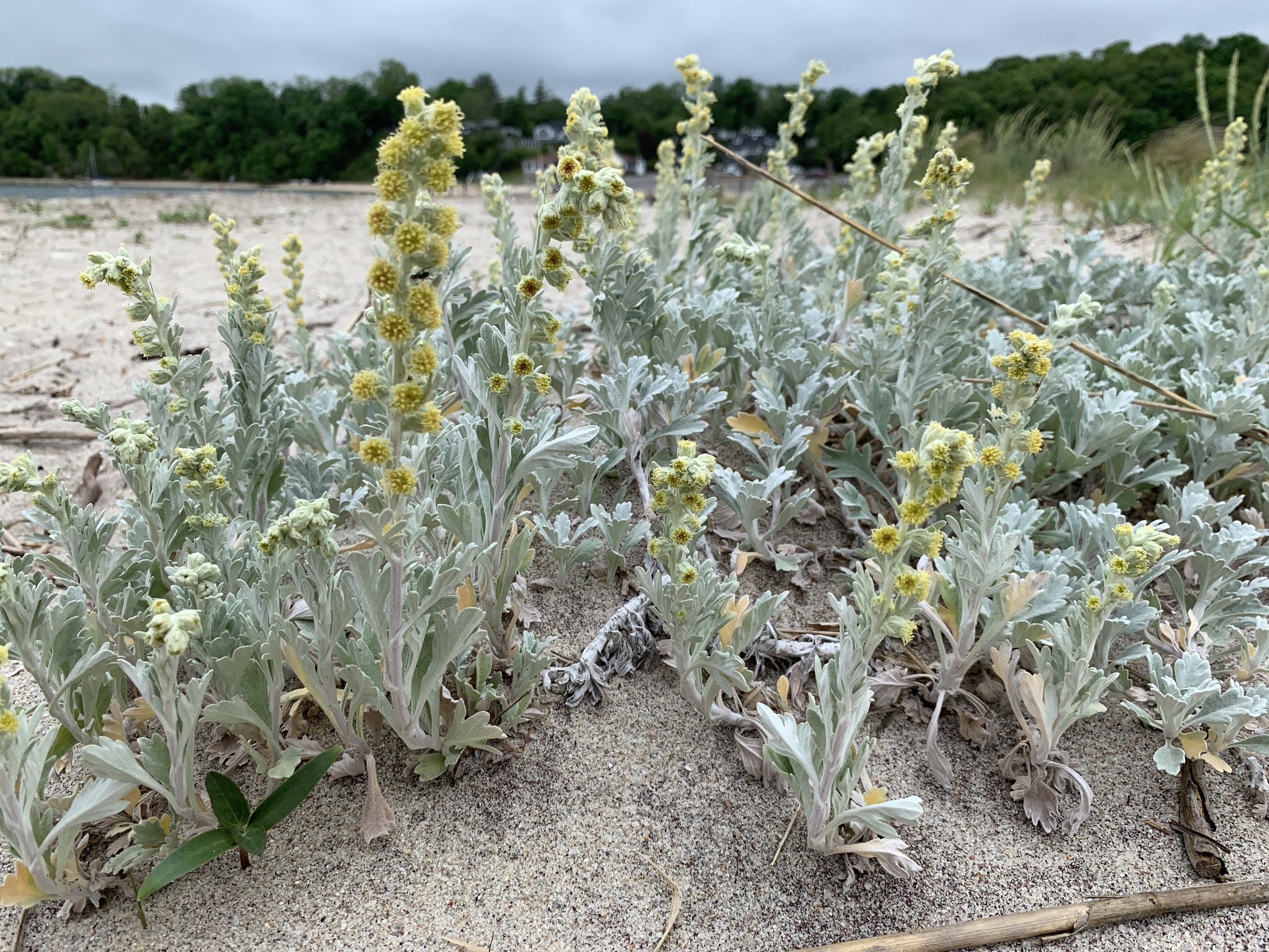 Artemisia stelleriana