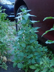 Urtica urens