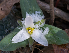 Trillium nivale