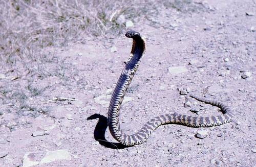 Photo of a Ringhals (Hemachatus haemachatus)