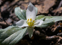 Trillium nivale