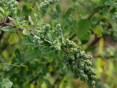 Chenopodium mucronatum