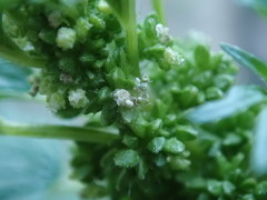 Urtica urens