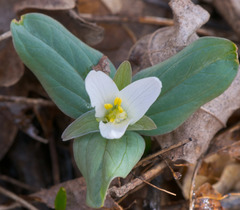 Trillium nivale