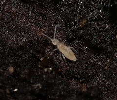 Sinella binoculata