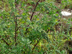 Chenopodium mucronatum
