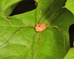 Leiobunum ventricosum