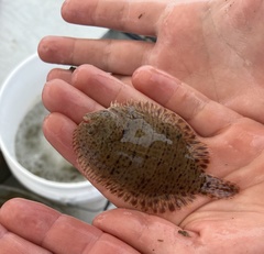 Trinectes maculatus