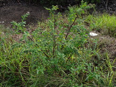 Chenopodium mucronatum