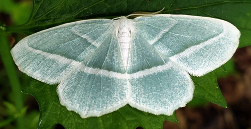 Pale Beauty photo 5