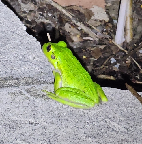 Litoria observed 2026-10-30