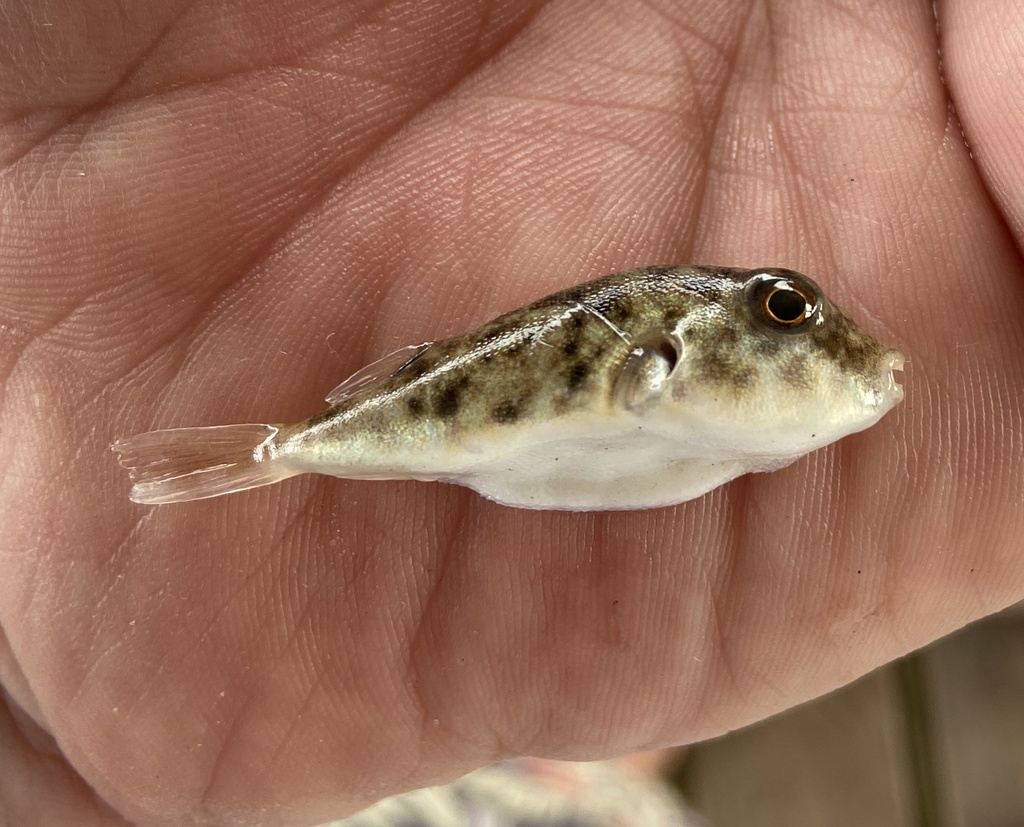 Least puffer (Sphoeroides parvus) — Tetraodontidae