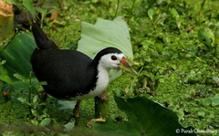 Amaurornis phoenicurus