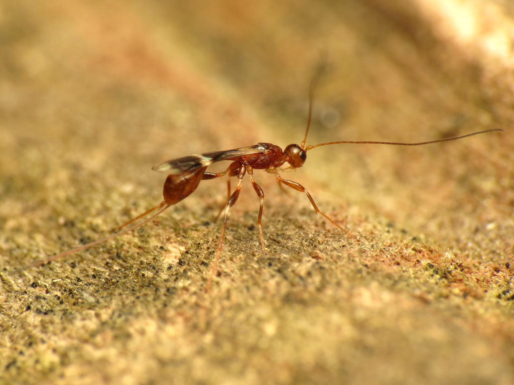 Doryctinae