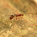 Doryctinae - Photo (c) Katja Schulz, some rights reserved (CC BY)