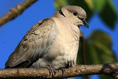 Streptopelia decaocto