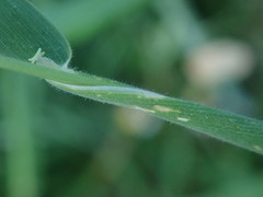 Holcus lanatus