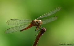 Brachydiplax chalybea