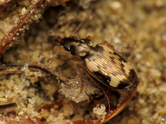 Tetragonoderus fasciatus