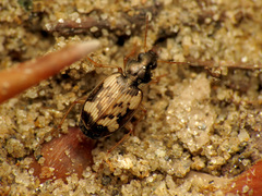 Tetragonoderus fasciatus