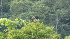 Patagioenas subvinacea