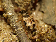 Tetragonoderus fasciatus