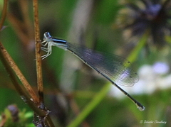 Aciagrion approximans