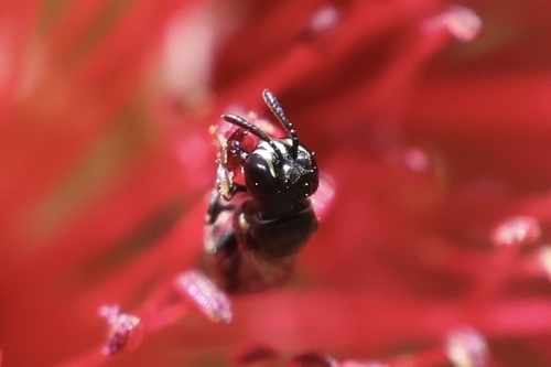 Hylaeus observed 2026-10-29
