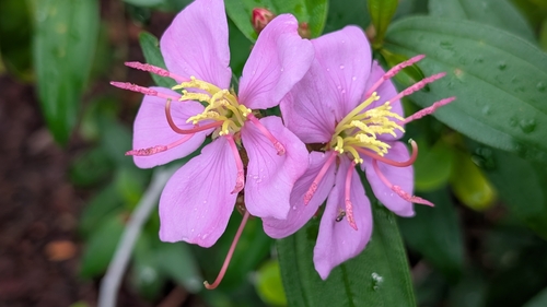 Melastoma malabathricum observed 2026-10-29