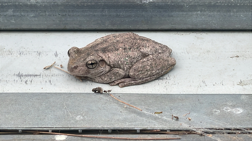 Litoria observed 2026-10-31