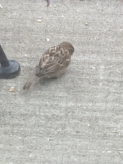 Passer domesticus