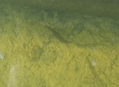 Haemopidae