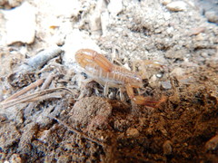 Mesomexovis subcristatus