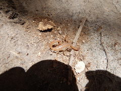 Mesomexovis subcristatus