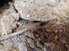 Mesomexovis subcristatus