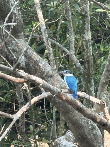 Todiramphus chloris observed 2026-10-31