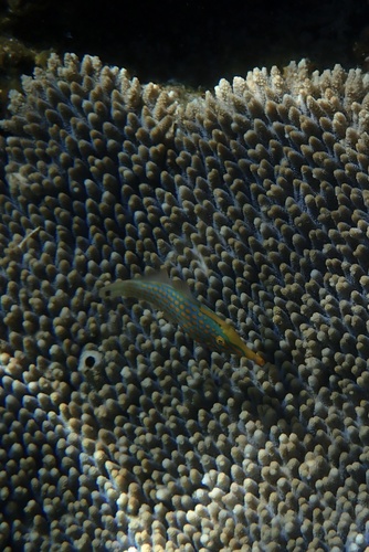 Oxymonacanthus longirostris observed 2026-10-30
