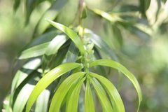 Podocarpus matudae