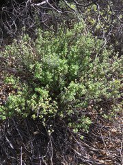 Clinopodium chandleri