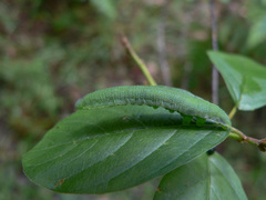 Gonepteryx rhamni