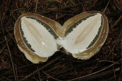 common stinkhorn